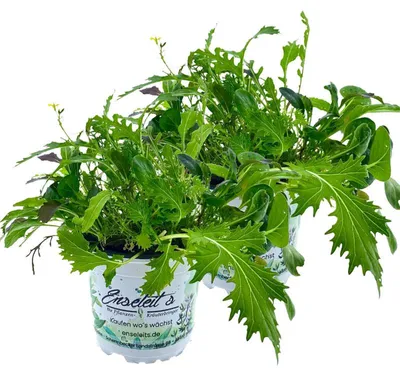 Produktbild von Enseleits 2er Set ASIA-SALAT MILD-SCHARFER, BRASSICA RAPA, Salatpflanze
