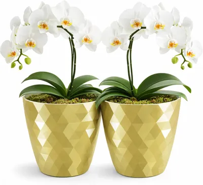 Produktbild von Blumentopf Set, 2-teilig, glänzend, Ø 12 cm, Kunststoff, für Garten und Haus