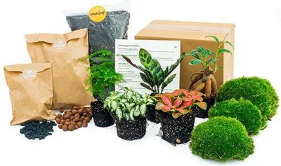 Produktbild von Flaschengarten Set Lancifolia 5 Pflanzen Starter Kit DIY Pflanzenterrarium
