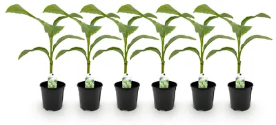 Productafbeelding van Tropische Bananenplant Musa Basjoo, Winterhard, Set van 6 Planten