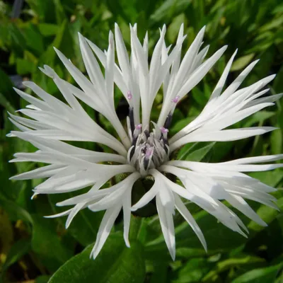 Produktbild von 6 x Flockenblume  - Centaurea montana 'Alba'  | Topf 9cm x 9cm