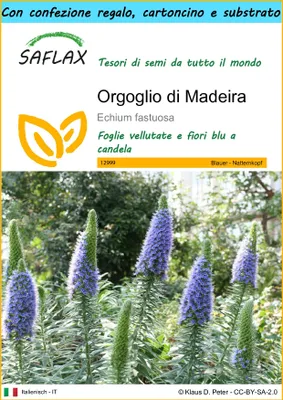 Immagine prodotto di SAFLAX Set regalo - Orgoglio di Madeira - 100 semi - Echium