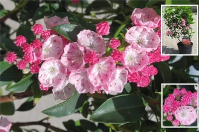 Produktbild von Berglorbeer - Lorbeerrose Olympic Wedding® - Kalmia latifolia Olympic Wedding® - 30-40cm