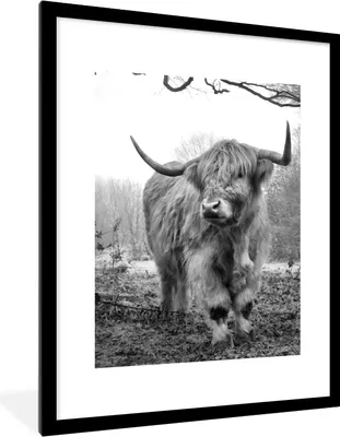 Produktbild von MuchoWow® Gerahmtes Poster Schottischer Highlander - Wald - Nebel - Kuh - Tiere - Natur 60x80 cm - Poster mit Schwarzem Bilderrahmen Wandposter Rahmen Foto Bilder - Wohnzimmer - Dekorationen - Prämie