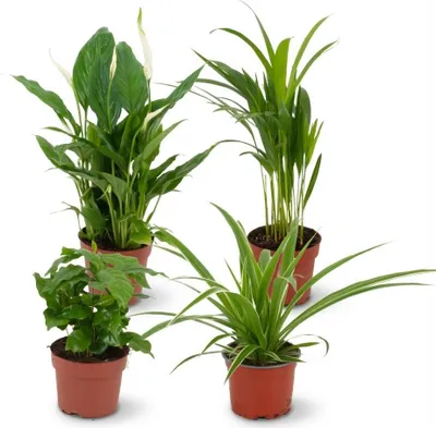 Image de Luchtzuiverende Kamerplanten - Ø 12 cm - Hoogte: 30-40 cm