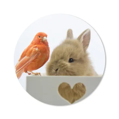 Produktbild von MuchoWow® Mauspad Mousepad Tiere - Kaninchen - Vogel 20x20 cm - Mousepads - Maus Mat - Pad - Mausunterlage - Schreibtischmatte