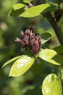 Produktbild von Calycanthus floridus, Gewürzstrauch, aromatisch, 60–80 cm