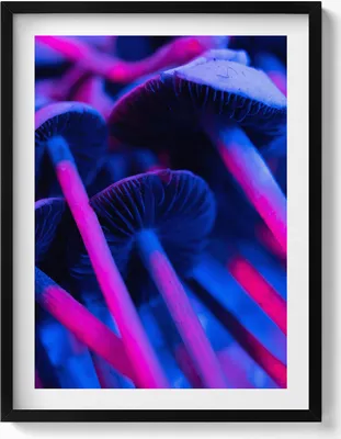Produktbild von Magische farbige Pilze– Wandbild mit Rahmen – Gerahmtes Bild  – Wanddekoration – 60x80 cm –  Schwarz Rahmen