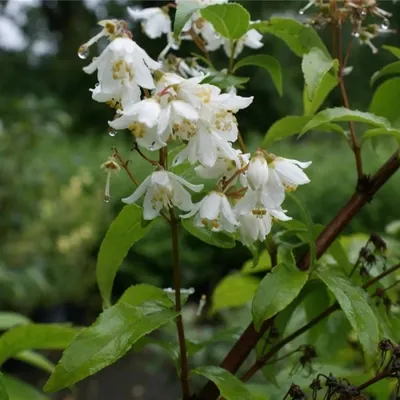 Produktbild von Deutzia glaucophylla - Maiblumenstrauch 60-100
