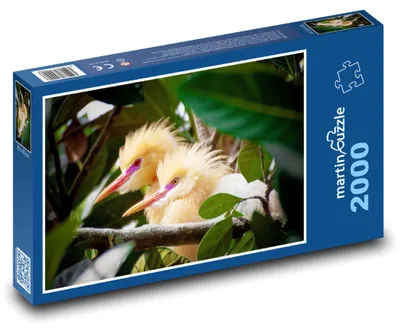 Produktbild von martinpuzzle - Puzzle 2000 Teile - Petul-Vogel