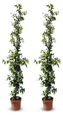 Zdjęcie produktu dla Mrozoodporna roślina pnąca - Jaśmin toskański - 120 cm - Łatwa w pielęgnacji - Pachnące kwiaty