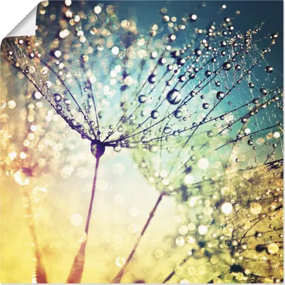 Produktbild von ARTland Poster Pusteblume Zaubertropfen Größe: 50x50 cm