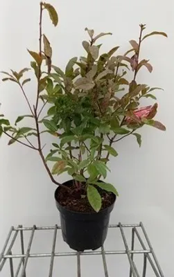 Zdjęcie produktu dla Azalea mollis - Azalia japońska różowa 40 - 50 cm - pojemnik
