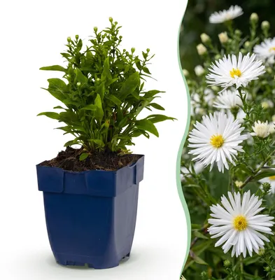 Produktbild von Green boutiQ - Stauden - Aster (D) Schneekissen - Meerastern - Pflanzen, die Bienen und Schmetterlinge anziehen - Weiß - 12 Pflanzen - Topfgröße 11 cm - Höhe 15-25 cm