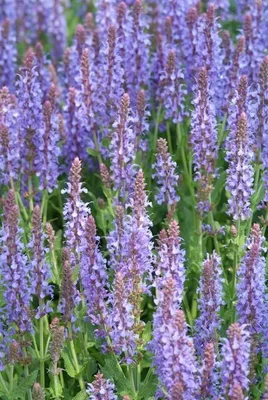 Zdjęcie produktu dla Kwiaty - szalwia Salvia nemorosa 'Caradonna' - Ø10 - 25cm - Ø9cm - 6 sztuk