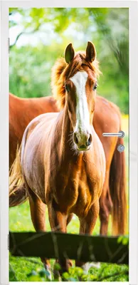 Produktbild von MuchoWow® Türtapete Selbstklebende Türfolie Pferde - Licht - Wiese 90x205 cm Türposter Türaufkleber Klebefolie Türklebefolie - Türaufklebern