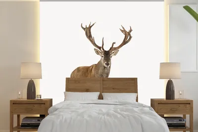 Produktbild von MuchoWow® Fototapete für Wohnzimmer oder Schlafzimmer Wandtapete Vinyl Motivtapete Hirsche - Tiere - Geweih - Kinder - Mädchen - Jungen - 280x280 cm - Kindertapete - Hintergrundbild