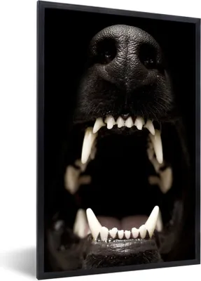 Produktbild von MuchoWow® MuchoWow® Gerahmtes Poster Nahaufnahme knurrender Hund 40x60 cm - Poster mit zchwarzem Bilderrahmen - Papierdruck - Wandbilder