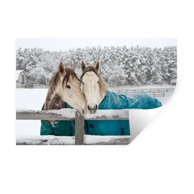 Obrázok produktu pre MuchoWow® Nálepka na stenu - Kone - Deka - Sneh - 90x60cm - Samolepiaca a polohovateľná