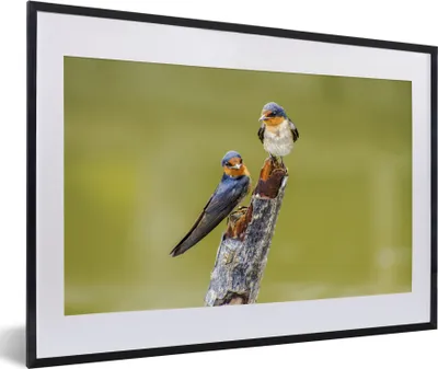 Produktbild von MuchoWow® MuchoWow® Gerahmtes Poster Vögel - Zweig - Porträt 60x40 cm - Poster mit zchwarzem Bilderrahmen - Schlafzimmer - Plakat in Rahmen - Drucken