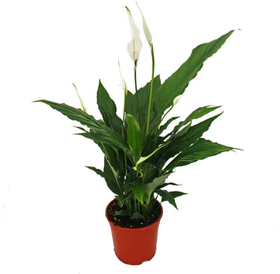 Obrázok produktu pre Spathiphyllum, jeden list, "Sweet Chico", 13cm hrniec