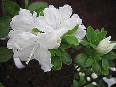 Produktbild von Rhododendron obtusum Tananami - Japanische Azalee Tananami 25 - 30 cm