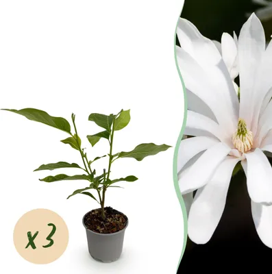 Produktbild von Magnolia stellata Royal Star - Blüte Weiß - 3 Pflanzen - Laubabwerfend - Pflegeleicht - 30cm - Ø12cm - Gartenpflanze