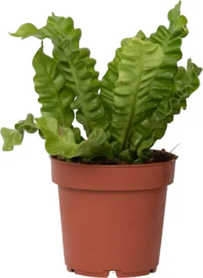Zdjęcie produktu dla Zanokcica gniazdowa - Asplenium nidus 'Crispy Wave' - W25-40cm - ⌀12cm