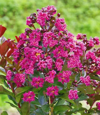 Produktbild von BALDUR Garten 1x Flieder des Südens, Pflanze im 1,5 Liter-Topf, Lagerstroemia indica Kreppmyrte winterhart, für Standort in der Sonne geeignet, pflegeleicht und resistent gegen Krankheiten