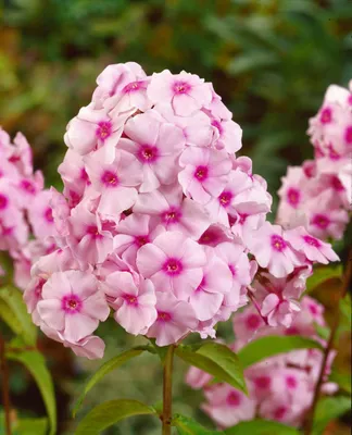 Produktbild von Phlox paniculata 'Kirmesländler', Flammenblume, rosa, ca. 11x11 cm Topf