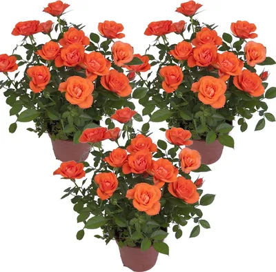 Zdjęcie produktu dla Bloomique - Zestaw 3 sztuk - Róża pomarańczowa doniczkowa - Nadaje się do stosowania wewnątrz i na zewnątrz - Rośliny doniczkowe - Rośliny ogrodowe - Rośliny tarasowe - Odporne na zimę - Wysokość 20-30 cm - Doniczka 12 cm