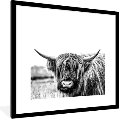Produktbild von MuchoWow® Gerahmtes Poster Scottish Highlander - Gras - Schwarz - Weiß 40x40 cm - Poster mit Schwarzem Bilderrahmen Wandposter Rahmen Foto Bilder - Poster - Plakat im Rahmen