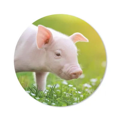 Produktbild von MuchoWow® Mauspad Mousepad Tiere - Ferkel - Schwein 50x50 cm - Mousepads - Maus Mat - Pad - Mausunterlage - Vinyl