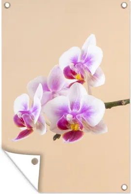 Produktbild von MuchoWow® 40x60 cm Outdoor-Poster Gartendeko Sichtschutz Garten Poster für den Garten  Weiße und rosa Orchidee