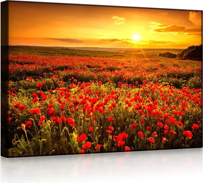 Produktbild von lightbox multicolor | Beleuchtete Bilder | Mohnblütenfeld bei traumhaftem Sonnenuntergang | 60x40 cm | front lighted