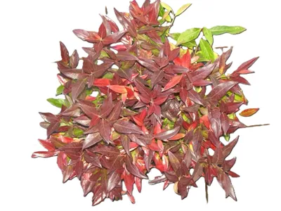 Produktbild von Traubenheide / Traubenmyrte Leucothoe - Red Cap - 20 - 25 cm