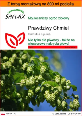 Zdjęcie produktu dla SAFLAX - Garden in the bag - Prawdziwy Chmiel - 50 Nasiona - Z podłożem uprawowym w praktycznej, samorozkładającej się torbie - Humulus lupulus