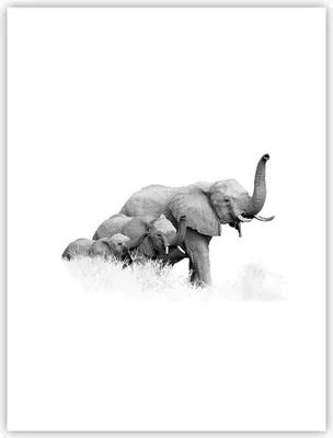 Produktbild von Poster - Poster ohne Rahmen - Elefanten Familie Schwarz und Weiß - 30x40 cm - Wand Bild - Wanddeko - Wandbilder - Kunstposter - Wandposter - Bilder - Kunstdruck - Wanddekoration - P2XPA30x40-4374
