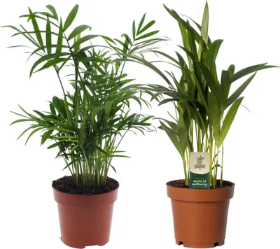 Immagine prodotto di Dypsis lutescens e Chamaedorea elegans: set di 2 piante da appartamento, Ø 12 cm