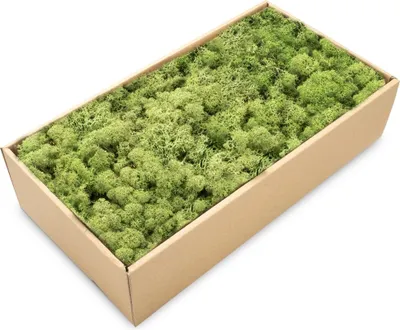 Produktbild von Islandmoos 500g in 30 Farben – Konserviertes Rentiermoos Natur, Farbe:Waldgrün