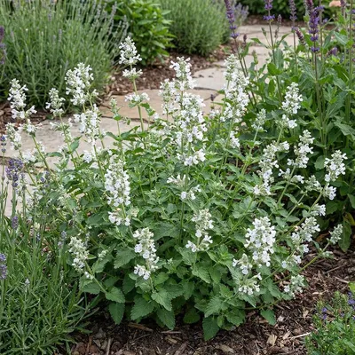 Produktbild von 6x Nepeta faassenii Snowflake P9 H20