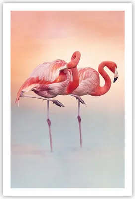 Produktbild von Poster - Poster ohne Rahmen - Flamingos Exotik Vögel - 61x91,5 cm - Wand Bild - Wanddeko - Wandbilder - Kunstposter - Wandposter - Bilder - Kunstdruck - Wanddekoration - Wandbild - P2XPA61x91-5044