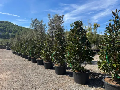 Zdjęcie produktu dla Sunny Tree - Magnolia Grandiflora „Gallisoniensis” - 240 cm - drzewo magnolii - białe kwiaty - roślina ogrodowa - wąskie drzewo alejowe - odporne na zimę