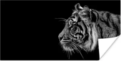 Produktbild von MuchoWow® Poster Tiger auf schwarzem Hintergrund in schwarz und weiß 160x80 cm - Foto Poster