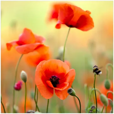 Produktbild von Wallario Premium Glasbild, freischwebende Optik, kräftige Farben, Größe 30 x 30 cm Motiv Mohnblumenblüten