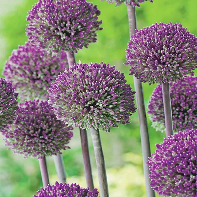 Produktbild von Blumenzwiebeln Zwiebeln Zierlauch Allium Summer Drummer 1 St.