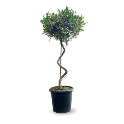 Image de Olivier europaea tige torsadé - arbuste méditerranéen - ↕ 90-100 cm - ⌀ 24 cm - plante d'extérieur