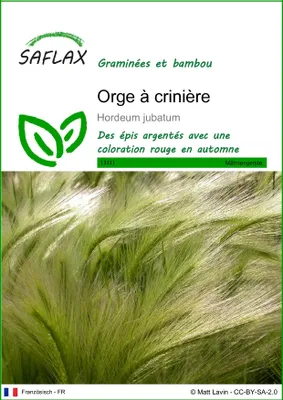 Image de SAFLAX  - Orge à crinière - 70 graines - Hordeum