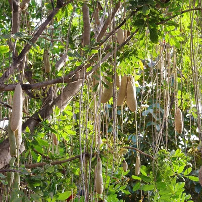 Obrázek produktu pro Strom klobásový (Kigelia africana) – 5 semen