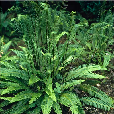 Produktbild von Stauden Gänge 3 x Blechnum spicant im 1 Liter Topf - Rippenfarn - Immergrün und pflegeleicht für schattige Gärten